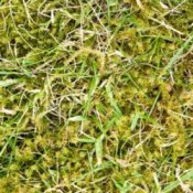 Lawn being replaced by moss.