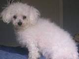 Chi-Chi the Little White Dog