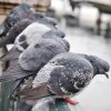 Five Pigeons
