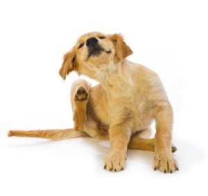 A puppy scratching at fleas.
