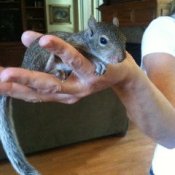 Little Squirrel in Hand