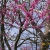 Fruit tree in bloom.
