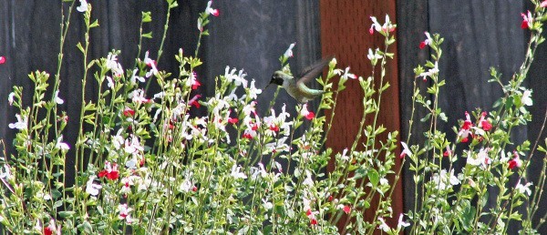 hummingbird Hovering Above Flowers