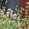 hummingbird Hovering Above Flowers