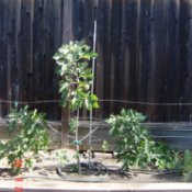 Small staked fig tree.