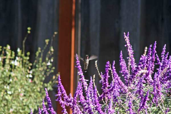 Hummingbird Above Lavender Flowers