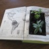 Thick book laid open, center of pages cut out filled with dirt and some succulent plants.
