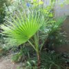 Large Mexican Palm Against Garden Wall