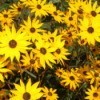 Large Bunch of Black Eyed Susans