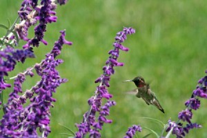 Hummingbird Feeding at Sage Flowers