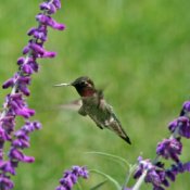 Hummingbird Feeding at Sage Flowers