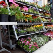 Plant Sale