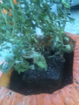 Place plant in pumpkin