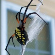 Large Banana Spider
