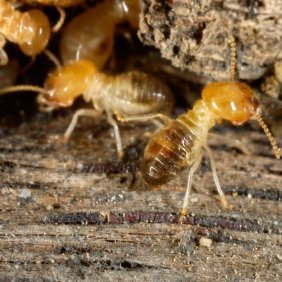 Termites in wood.