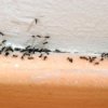Ants on the wall of a house.