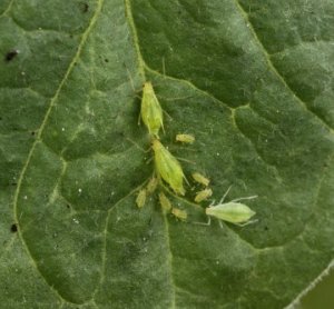 aphid homemade spray aphids recipes plants control