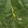 Photo of aphids on a leaf.