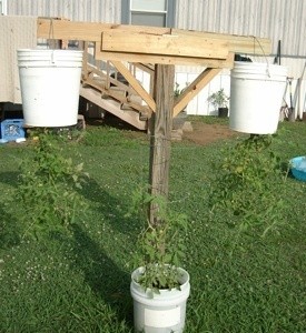 Photo of tomatoes being grown upside down in a bucket.