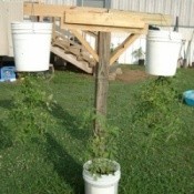 Photo of tomatoes being grown upside down in a bucket.