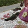 Closeup of Three Hummingbirds at a Feeder