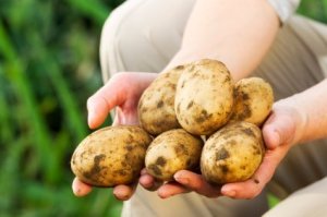 Hands Holding Freshly Harvested Potatoes