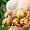 Hands Holding Freshly Harvested Potatoes