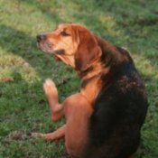 Dog Scratching at Fleas
