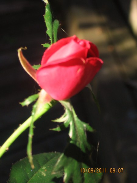 Red Rose on Dark Background