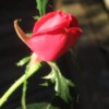 Red Rose on Dark Background