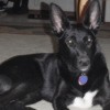 Black dog with a white chest and huge stand up ears.
