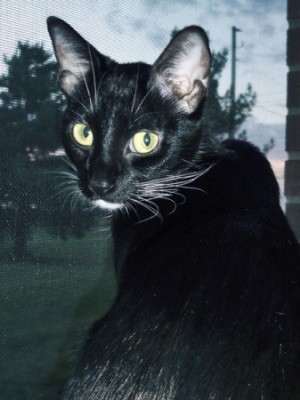 Black Kat Looking at Camera