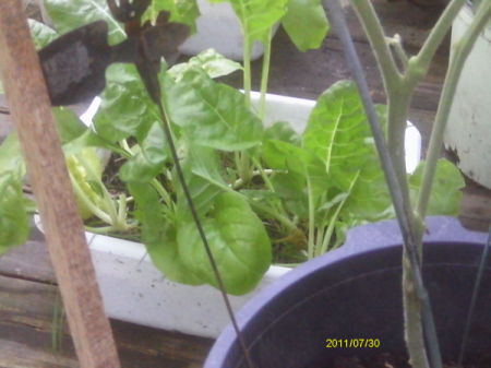 Swiss chard growing in a dishpan.