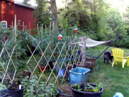 View of garden with bamboo pole fencing, hammock in place, etc.