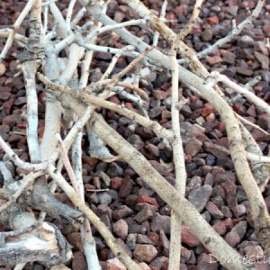 Selection of branches for bats.