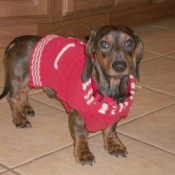 Photo of a dachshund.