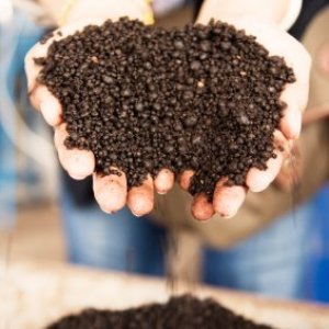 Hands holding organic fertilizer.
