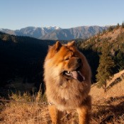 Honey the Dog at the Top of a Large Hill