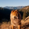 Honey the Dog at the Top of a Large Hill