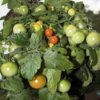 Tomatoes Being Grown Upside Down