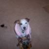 Jack Russell and Yorkie.