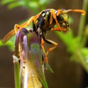 Large Wasp on a Flower