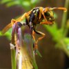 Large Wasp on a Flower