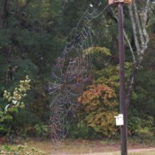Dew on Spider Web