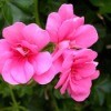 Closeup of Salmon Queen Geranium