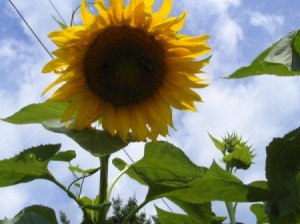 Large Yellow Sunflower With Blue Sky in Background