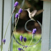 Hummingbird Feeding at Lavender