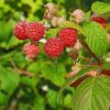 Raspberries hanging on the plant.