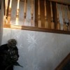 Cat Looking Down Stairs Towards Halloween Decorations