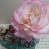 Pink Rose in Small Container
